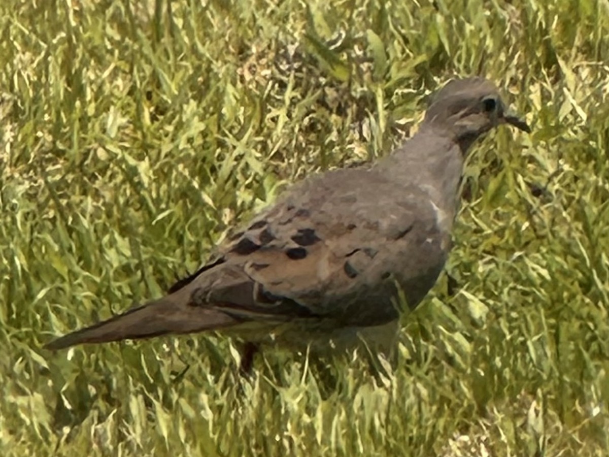 Mourning Dove - ML647338870