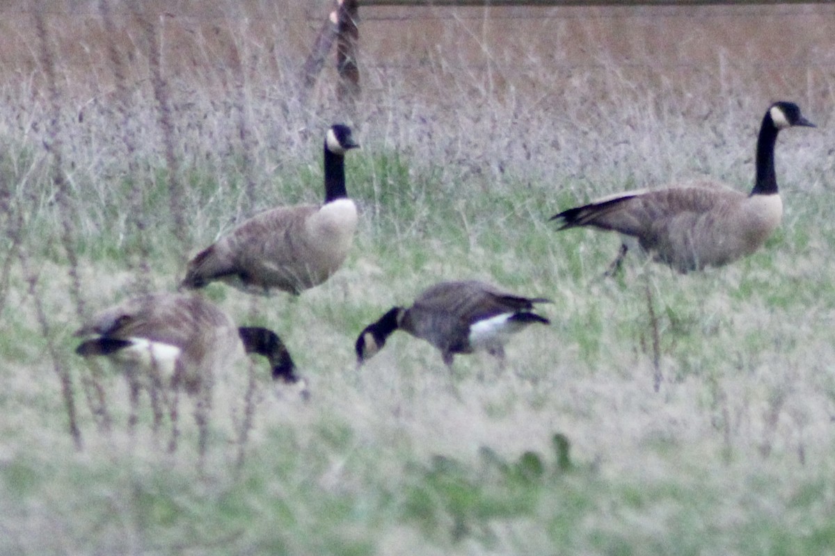 ברנטה גוצית - ML647338881