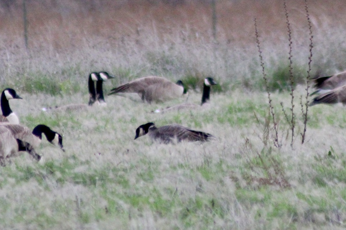 ברנטה גוצית - ML647338882