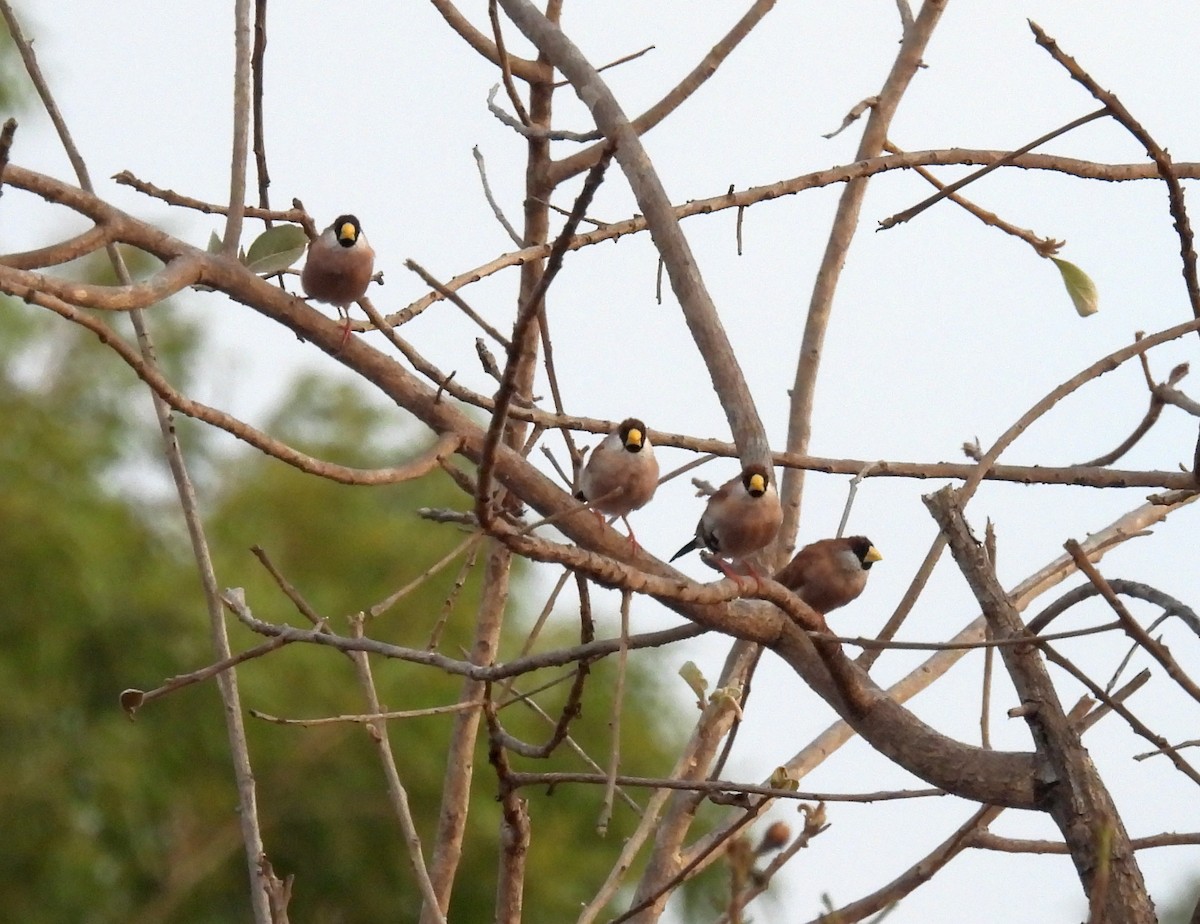 Masked Finch (White-eared) - ML647338891