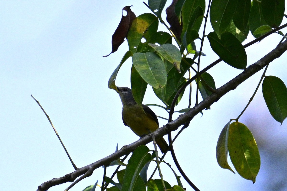 Zwergmennigvogel - ML647338898
