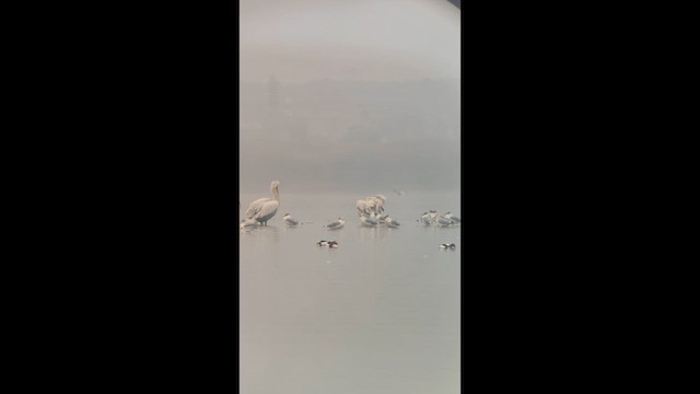 Пеганка - ML647338905