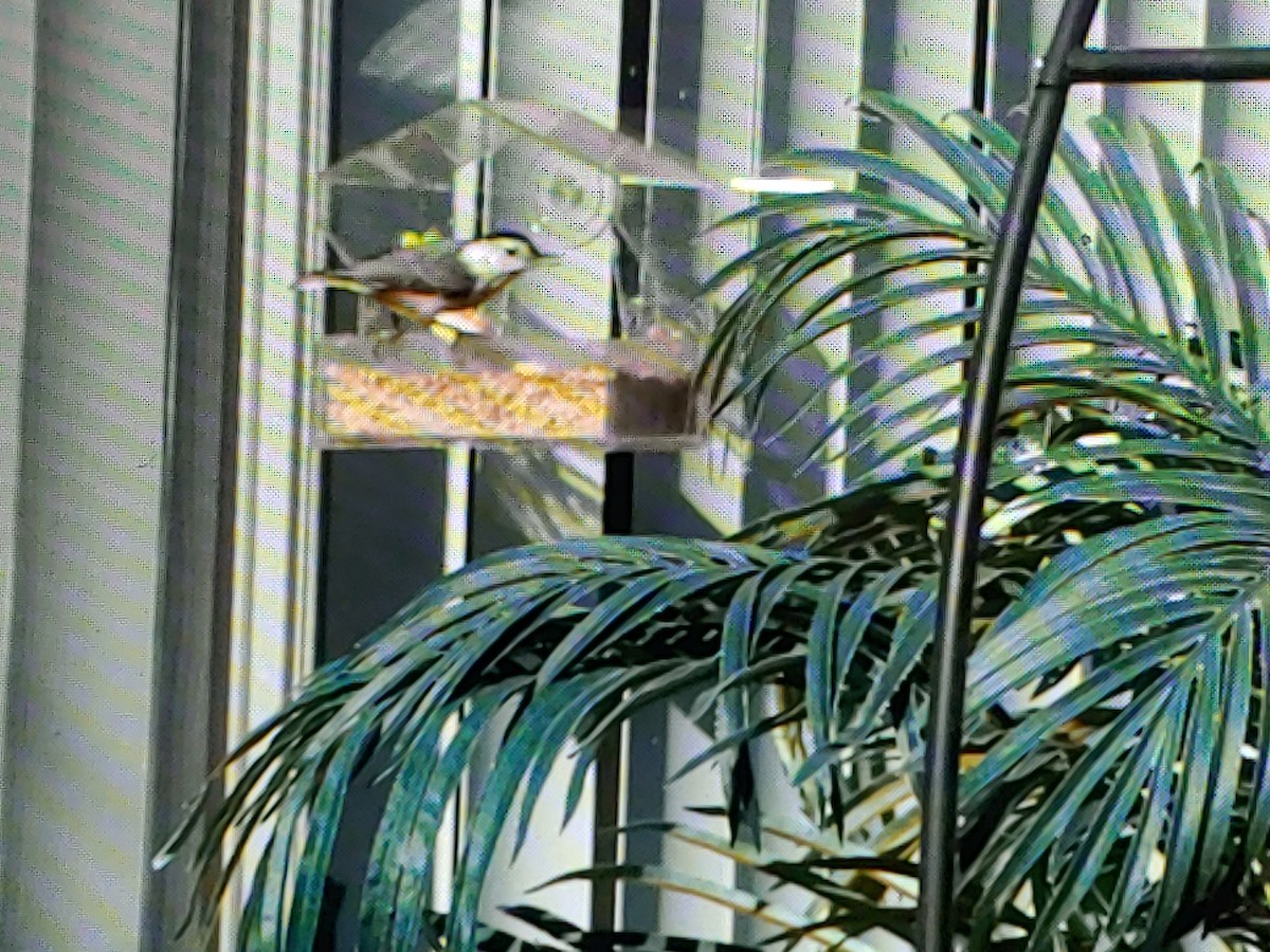 White-breasted Nuthatch - ML647338906