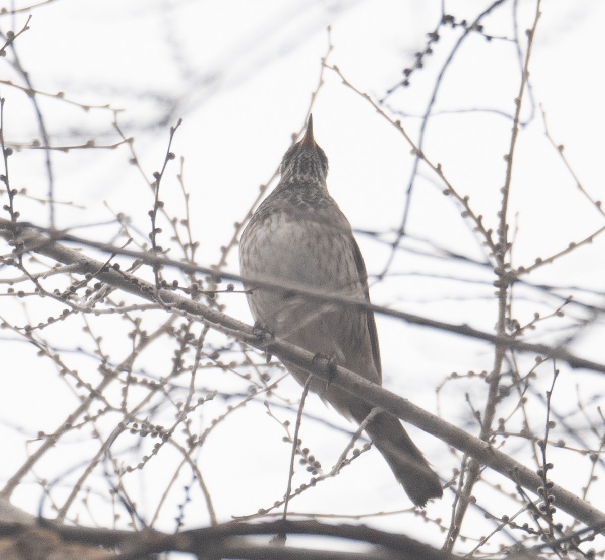 Black-throated Thrush - ML647338907