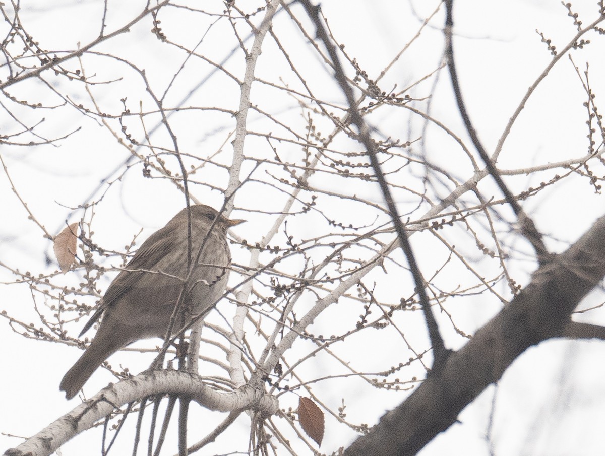 Black-throated Thrush - ML647338908