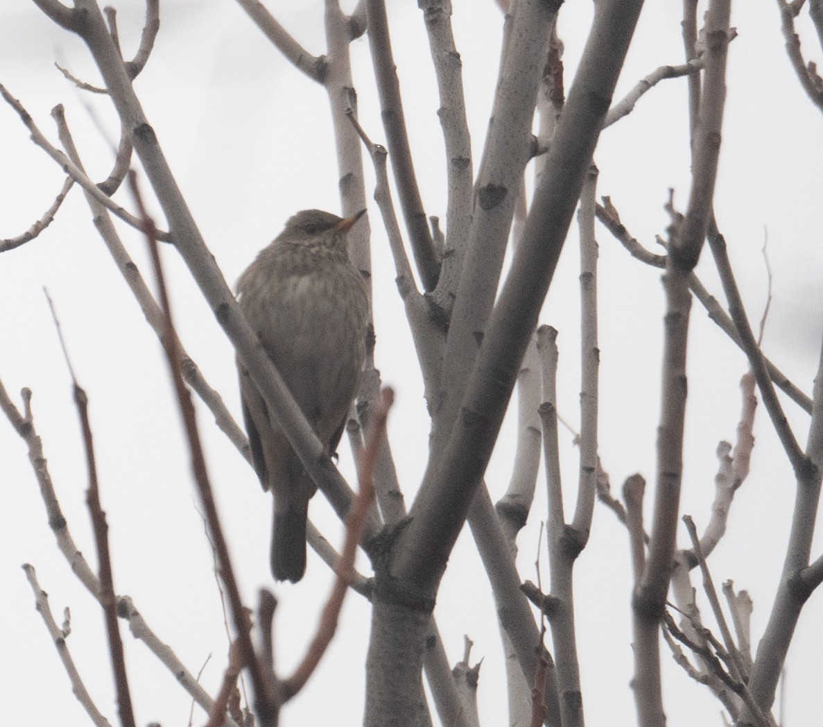 Black-throated Thrush - ML647338909