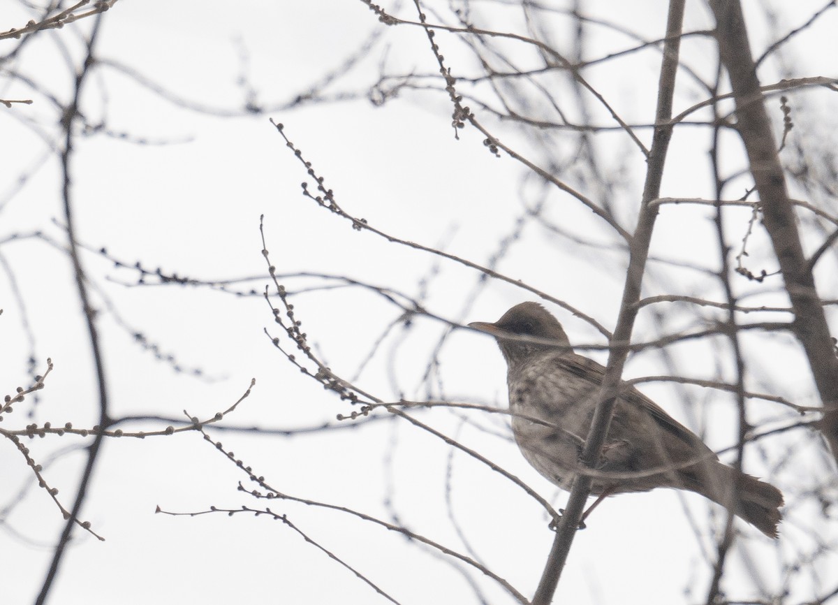 Black-throated Thrush - ML647338910
