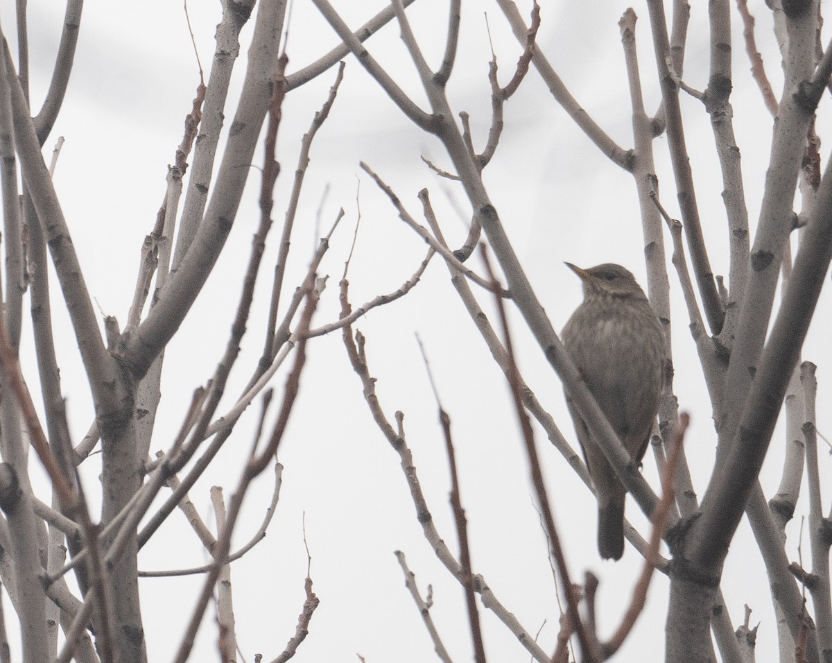Black-throated Thrush - ML647338911