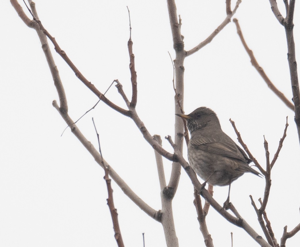Black-throated Thrush - ML647338916