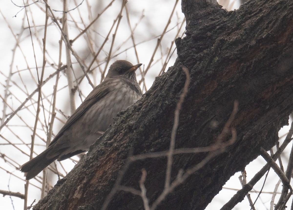 Black-throated Thrush - ML647338920