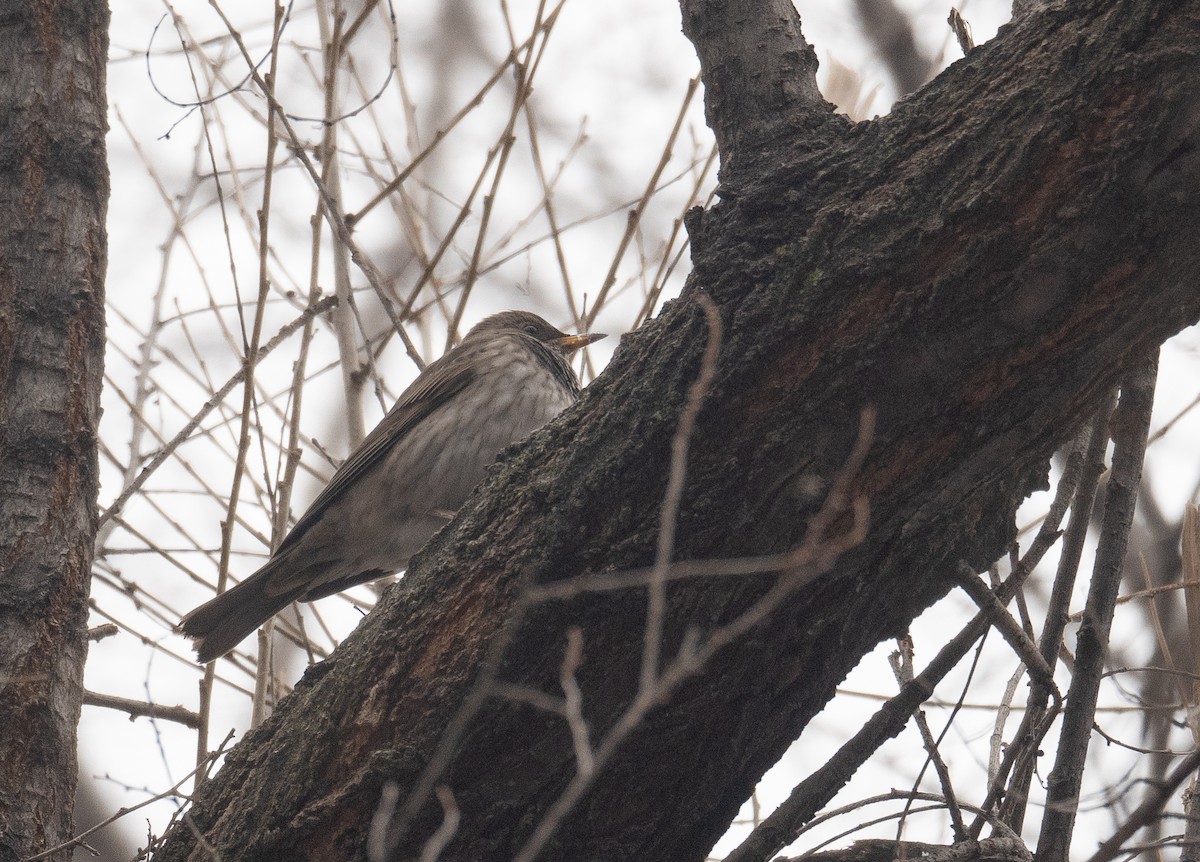 Black-throated Thrush - ML647338921