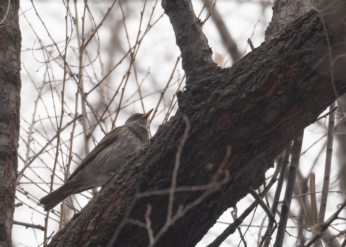 Black-throated Thrush - ML647338922