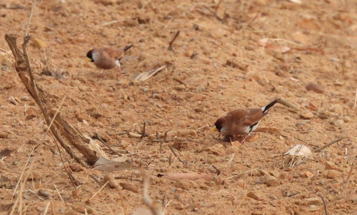Masked Finch (White-eared) - ML647338926