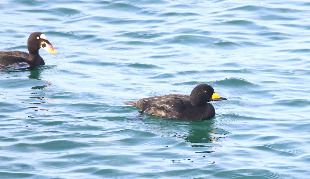 Amerika Kara Ördeği - ML647338953