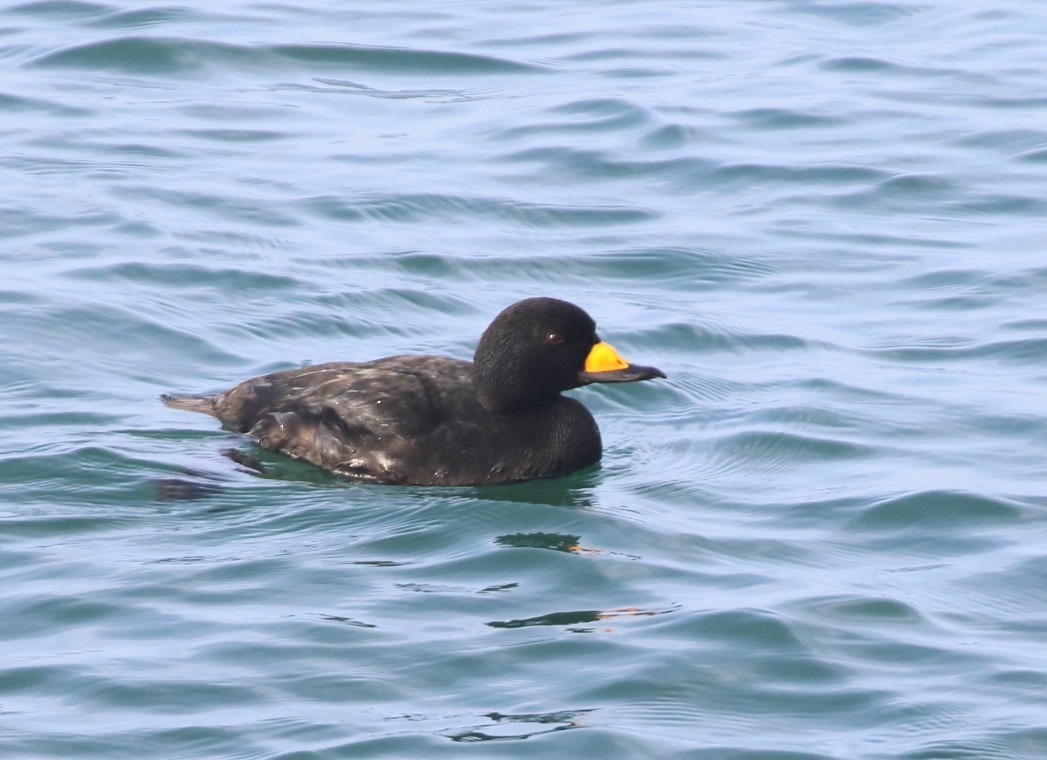 Amerika Kara Ördeği - ML647338954