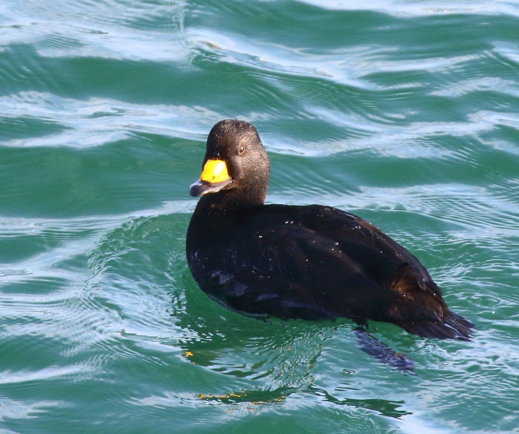 Amerika Kara Ördeği - ML647338958