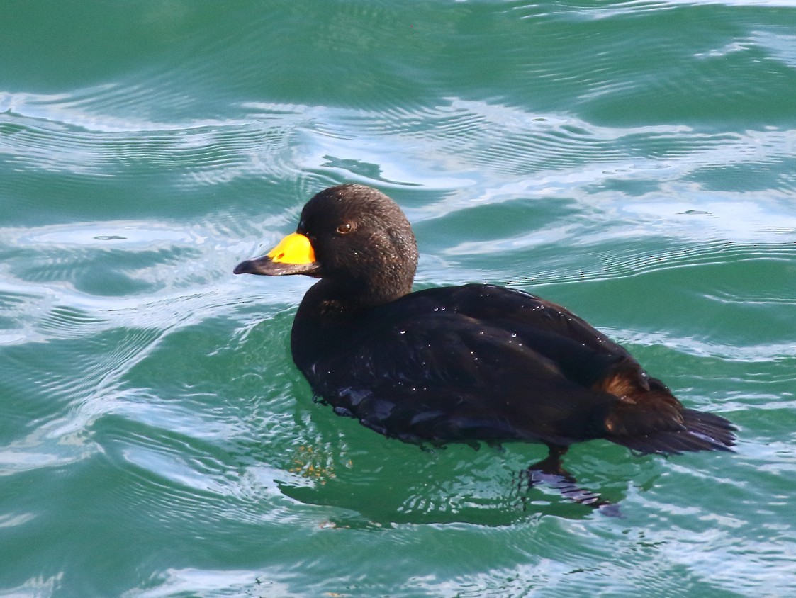 Amerika Kara Ördeği - ML647338960