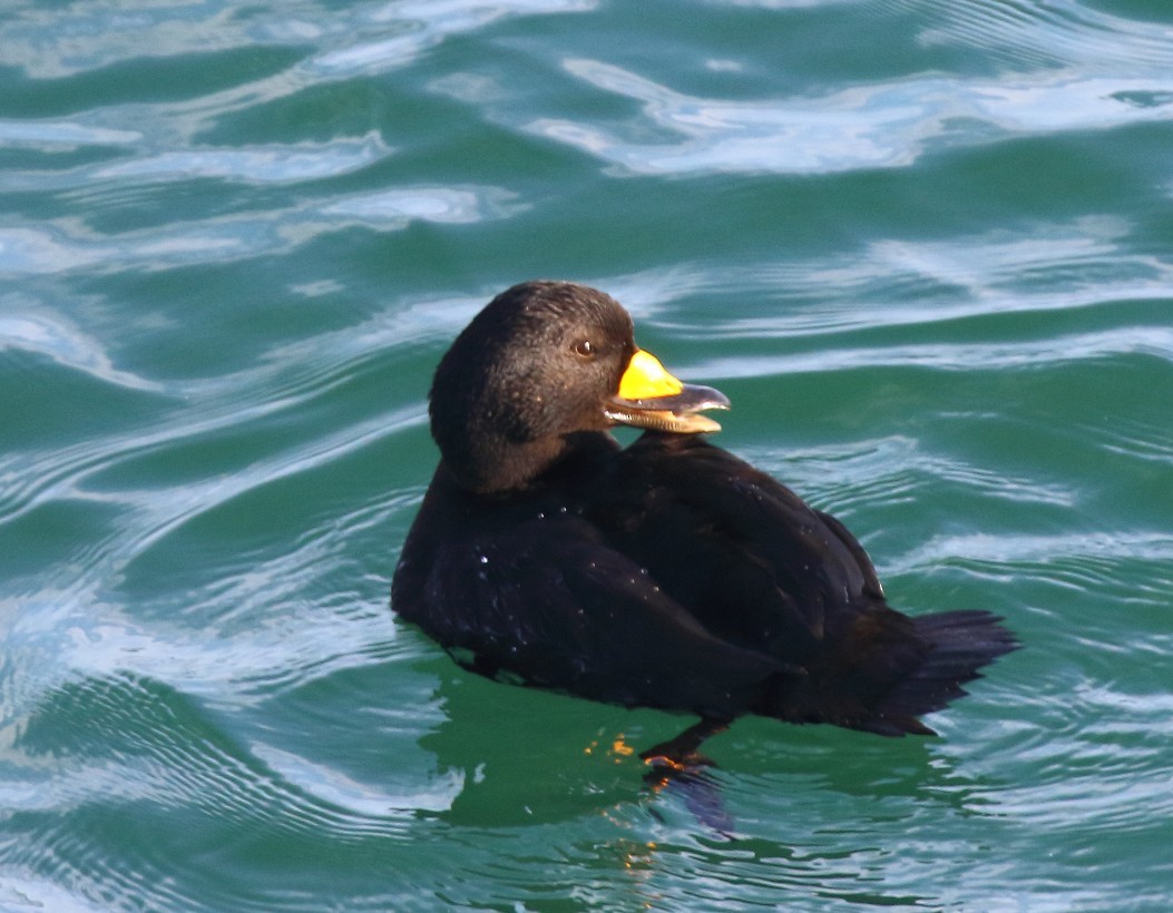 Amerika Kara Ördeği - ML647338962