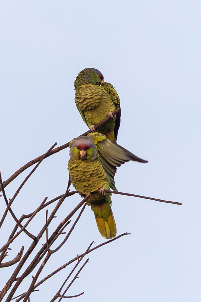 Lilac-crowned Amazon - ML647338998