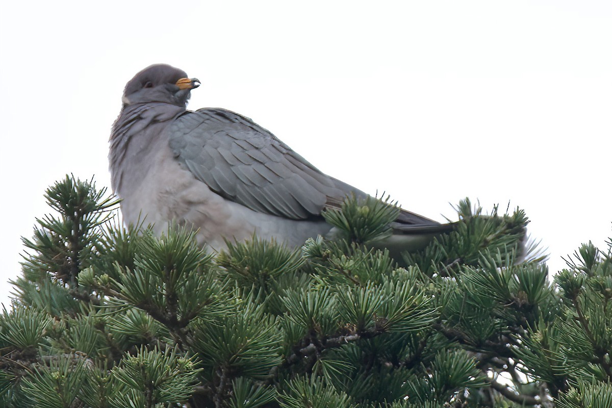 Pigeon à queue barrée - ML647339019