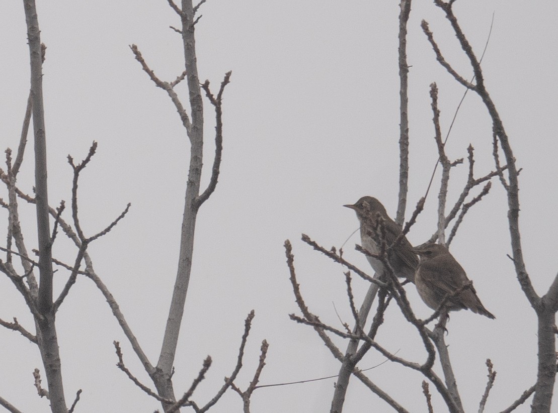 Black-throated Thrush - ML647339021