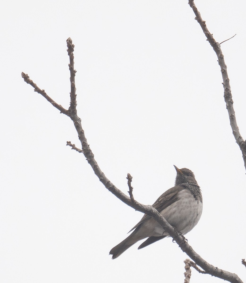 Black-throated Thrush - ML647339022