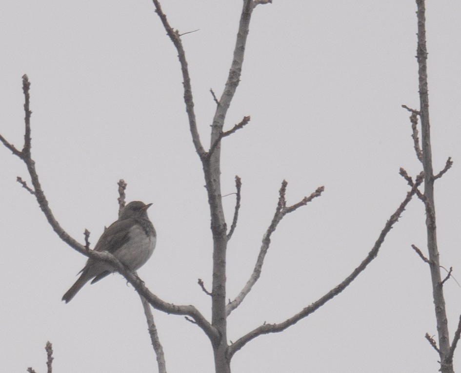 Black-throated Thrush - ML647339023