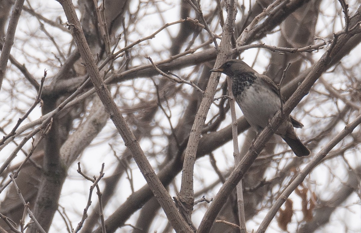 Black-throated Thrush - ML647339024