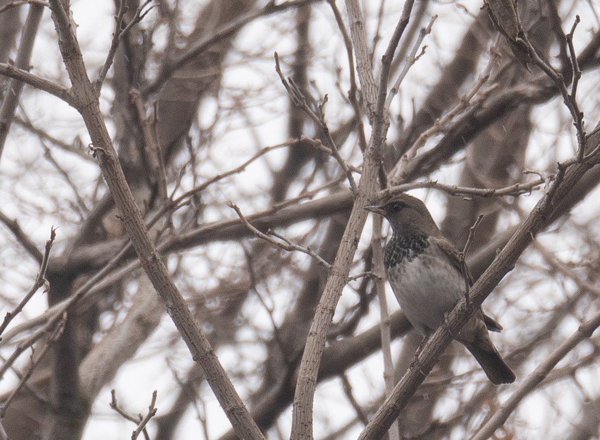 Black-throated Thrush - ML647339025