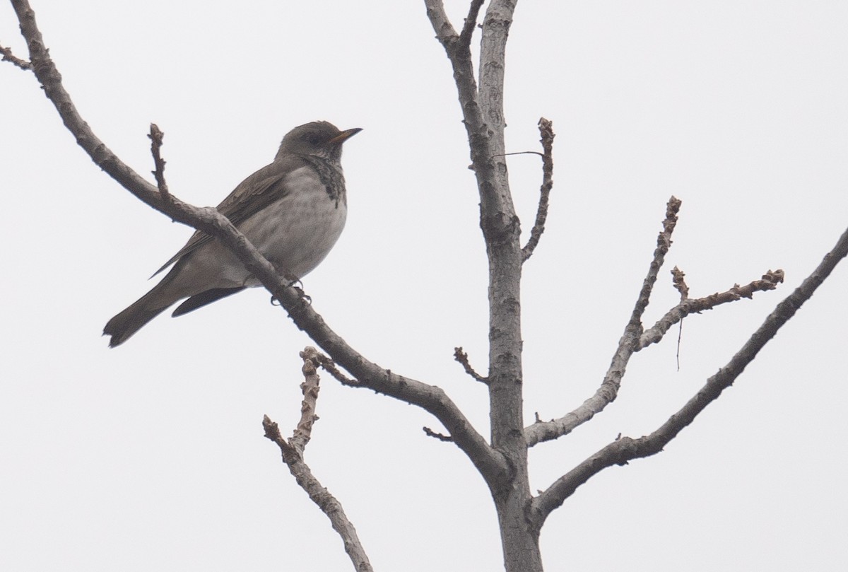 Black-throated Thrush - ML647339026