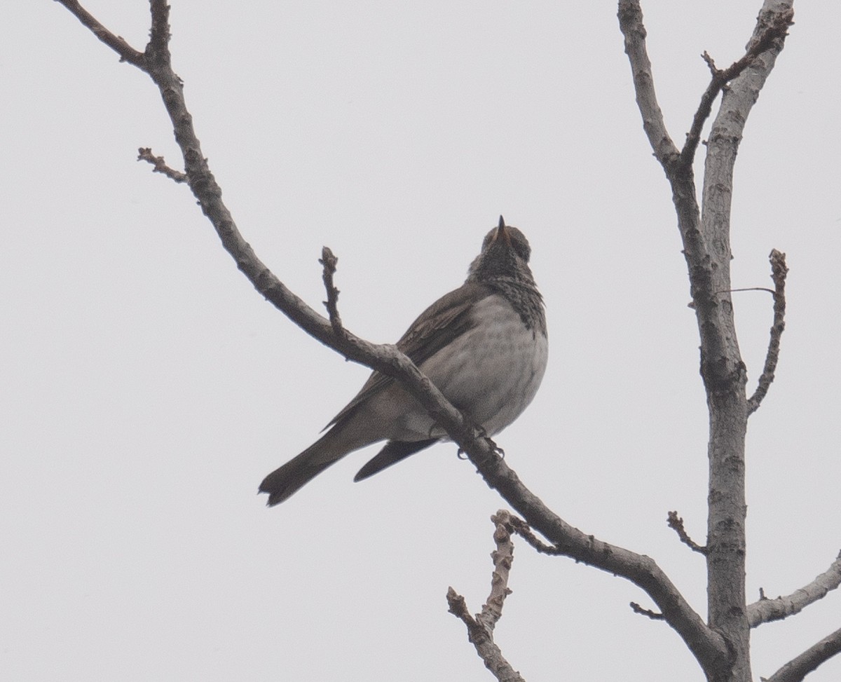 Black-throated Thrush - ML647339027
