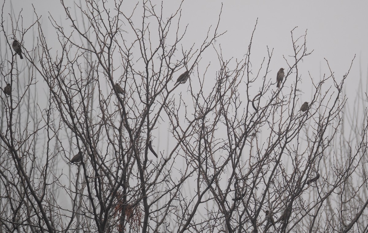 Black-throated Thrush - ML647339028