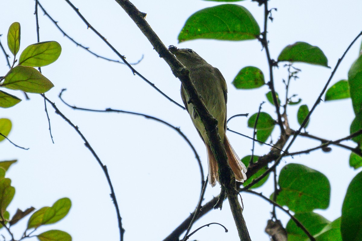 Rusty-tailed Flycatcher - ML647339029