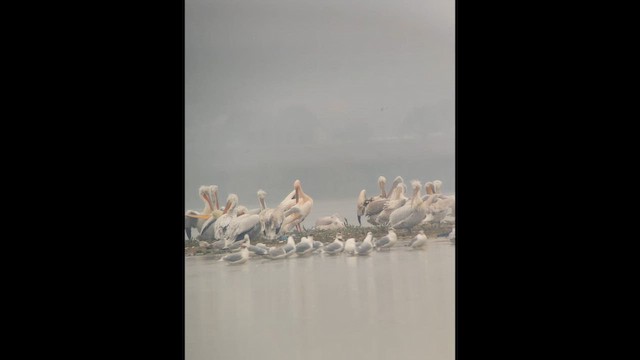 Черноголовый хохотун - ML647339042