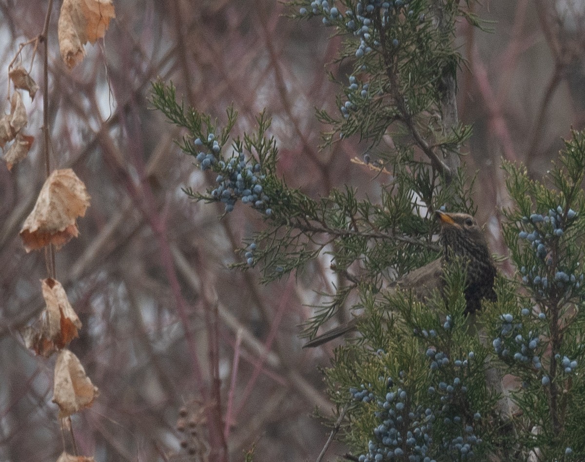 Black-throated Thrush - ML647339043