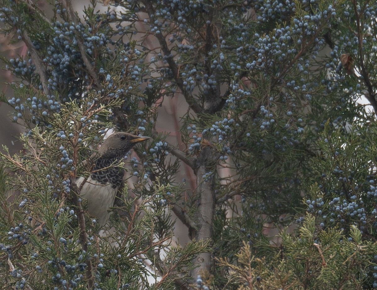 Black-throated Thrush - ML647339044