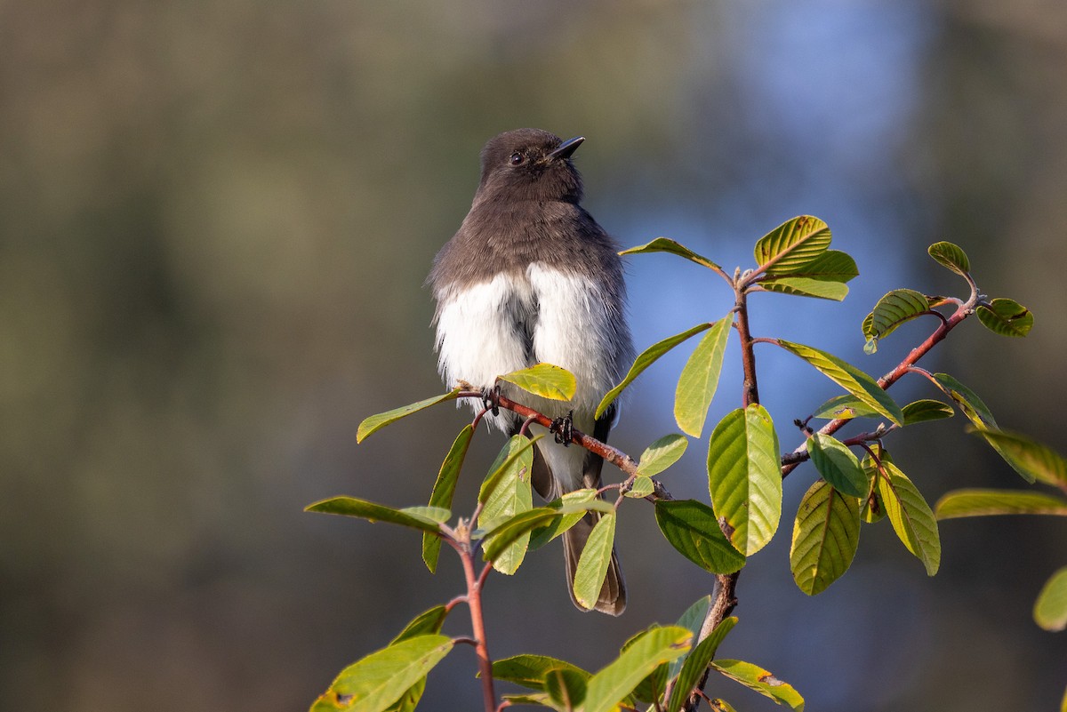 Black Phoebe - ML647339047