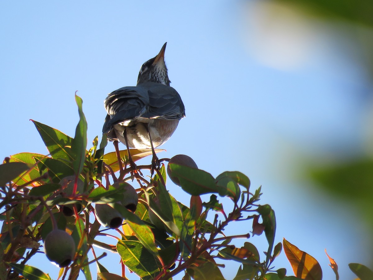 American Robin - ML647339057
