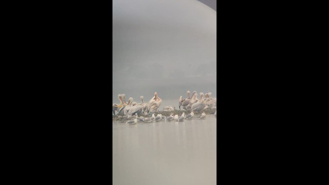 Кудрявый пеликан - ML647339096