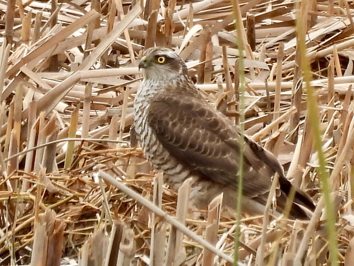 ハイタカ - ML647339121