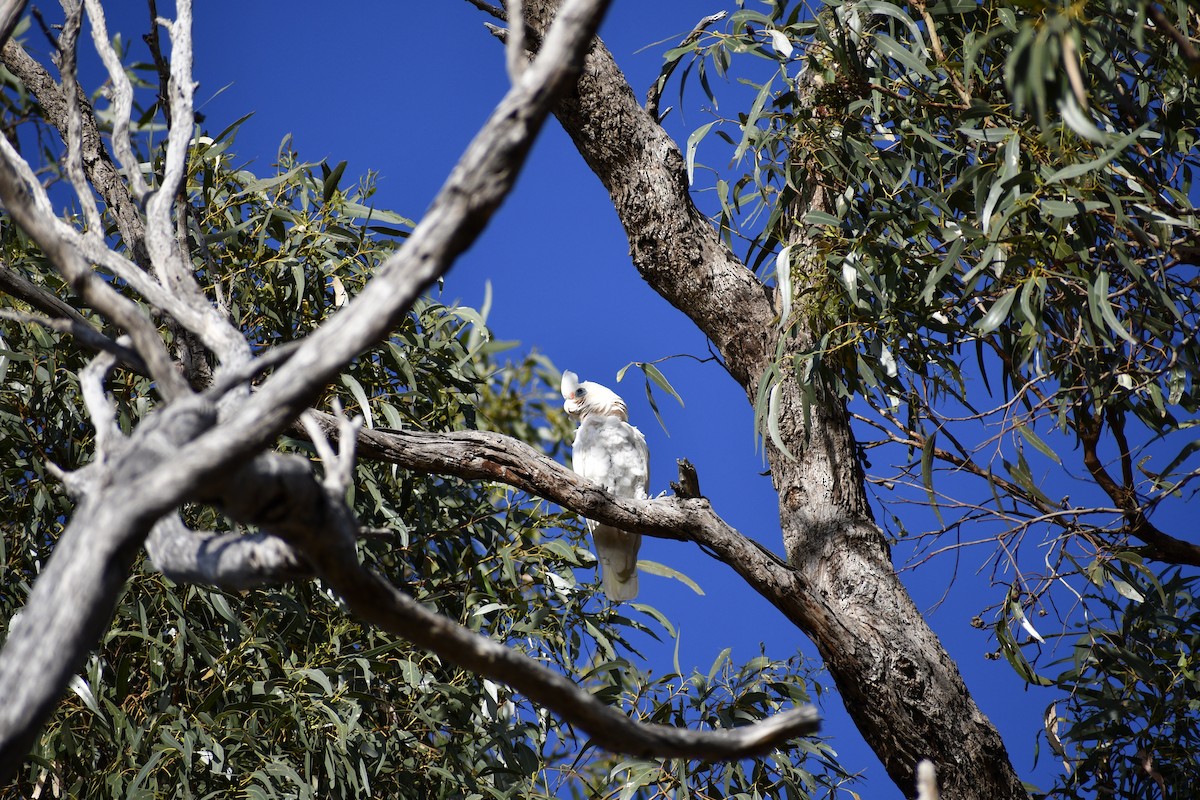 アカビタイムジオウム - ML647339124