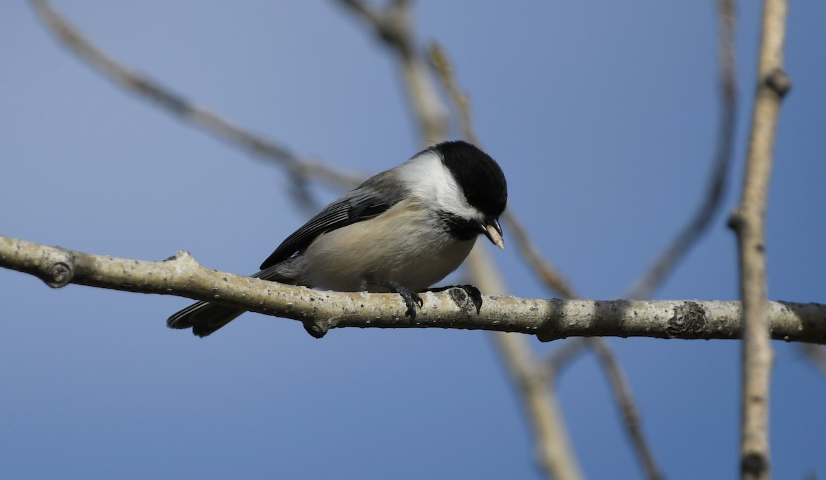 アメリカコガラ - ML647339127