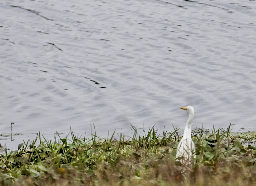 ニシアマサギ - ML647339128
