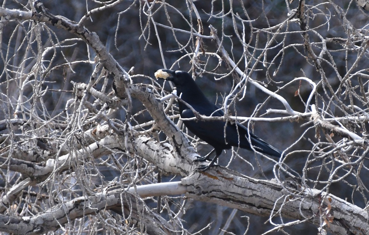 ワタリガラス - ML647339129