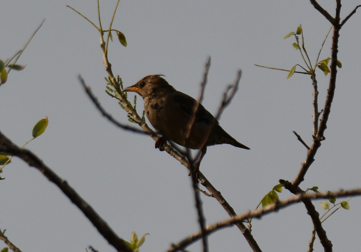 バライロムクドリ - ML647339130