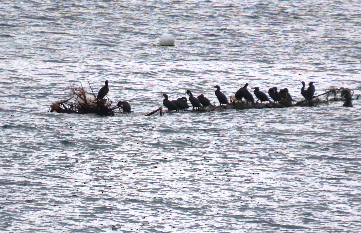 ミミヒメウ - ML647339131