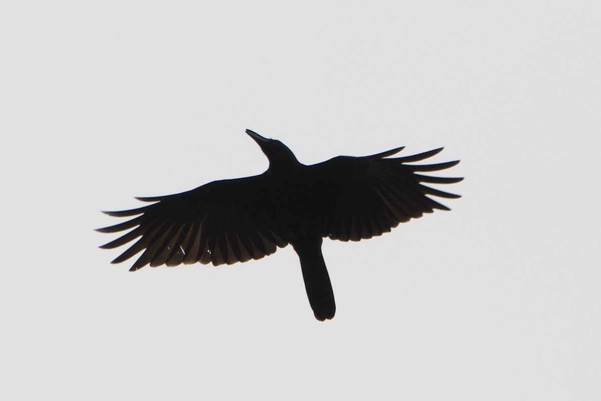 ハシブトガラス（macrorhynchos グループ） - ML647339133