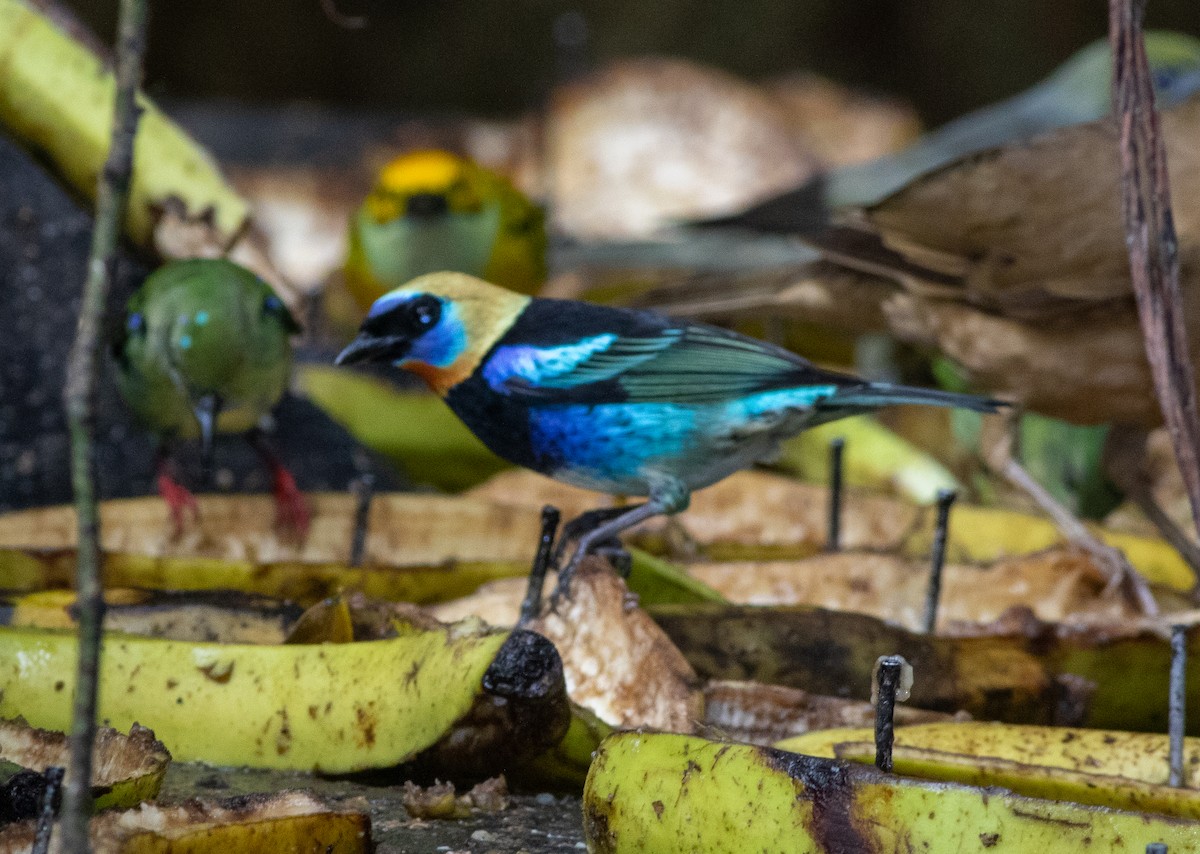 キンズキンフウキンチョウ - ML647339138