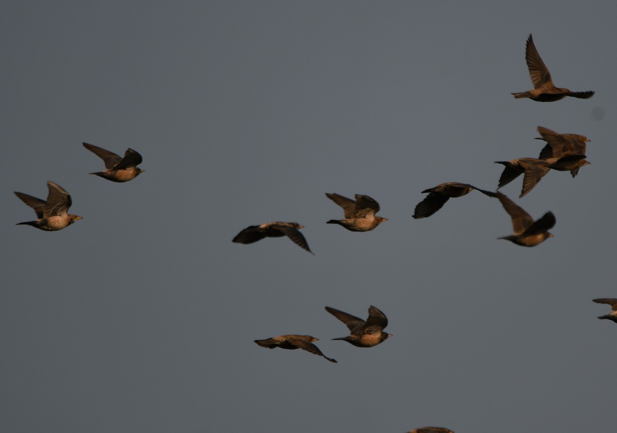 バライロムクドリ - ML647339143