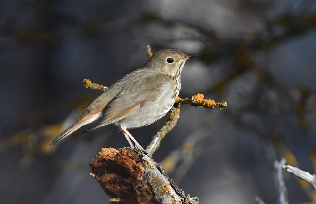 チャイロコツグミ - ML647339144